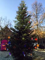 10 Meter Edeltanne in Fürth 10 Meter Edeltanne in Fürth