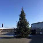 12 Meter Edeltanne in Herzogenaurach 12 Meter Edeltanne in Herzogenaurach