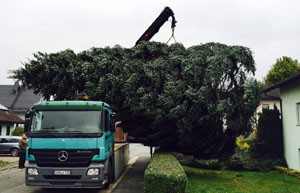Ankauf einer 15 Meter Nordmanntanne aus Privatbesitz Ankauf einer 15 Meter Nordmanntanne aus Privatbesitz