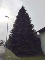 15 Meter Edeltanne noch im Privatgarten 15 Meter Edeltanne noch im Privatgarten