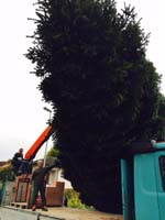 First Cut - Die Edeltanne wurde sicher gefällt First Cut - Die Edeltanne wurde sicher gefällt